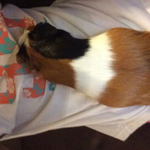 Help is my guinea pig pregnant?