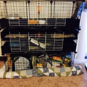 first DIY cage