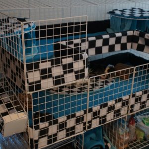 multi level cage with fleece bedding