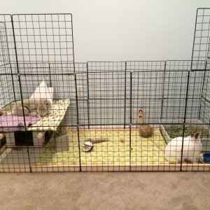 Buckie's NIC cage