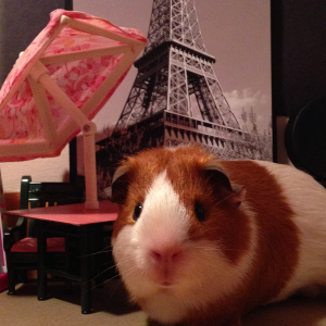 Guinea Pig in Paris