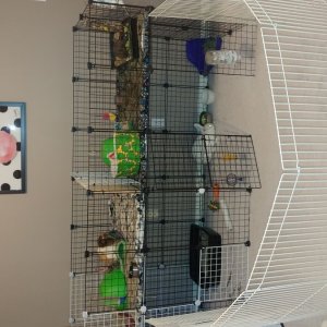 Double skinny pig cage and rabbit cage