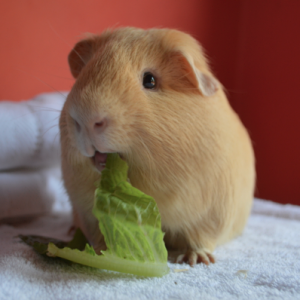 Gunther Eating Lettuce