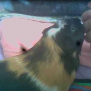 Ginger My Baby Labo Sweetheart Guinea Pig