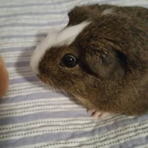 Winnie my handsome boy guinea pig