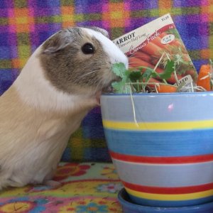 Can a guinea pig have a green thumb?