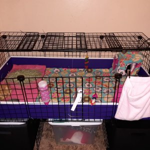 New cage set up