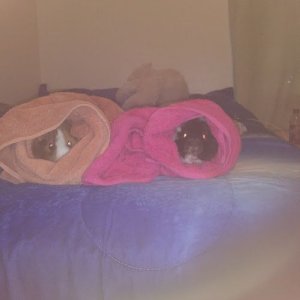 Two Guinea Pigs in a Towel