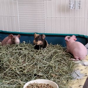 Hay snack time