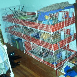 "Guinea Pig Town"