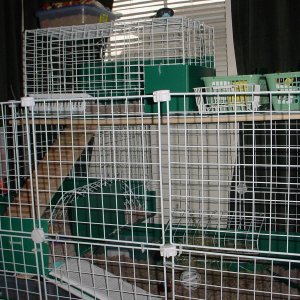 3 Level Cage W/ Swinging Doors on Front