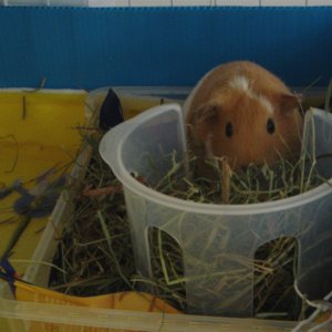 $1 hay rack