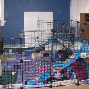 The Girl's huge cage