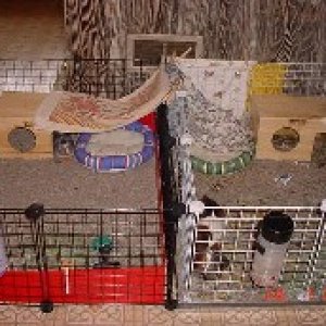 Chip's new cage