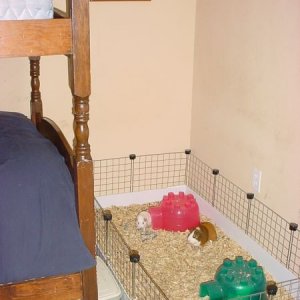 Merry's Girls' Cage