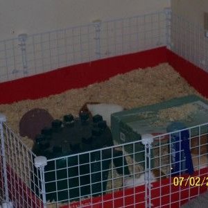 piggie cage first level finished