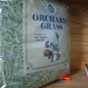 Orchard Grass (Oxbow)