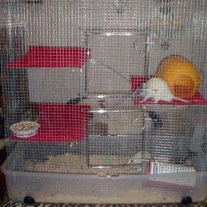 My rat cage