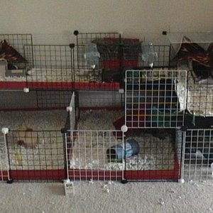 Old cage setup