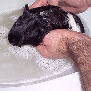 CC's bath time