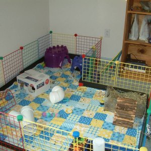 Piggie Cage