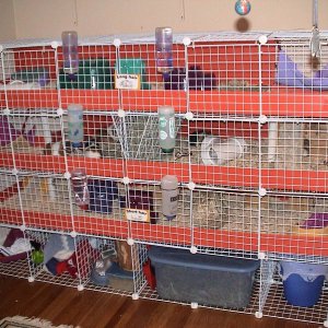 the new cavy mansion!!!!