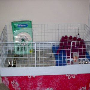 Pippin's cage