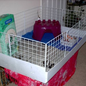 Pippin's cage