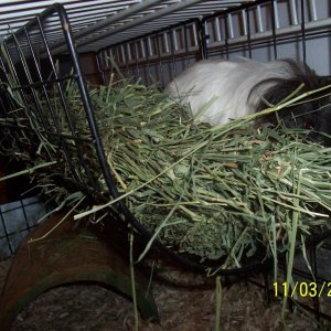 Petuina in the hay rack