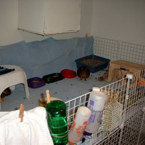 Guinea Pig's new cage, Raised 3x6