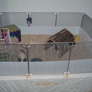 Mia and Pepper's new C&C cage