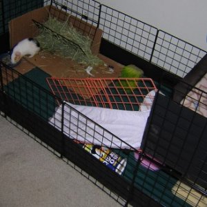 New Piggie Cage 2nd View