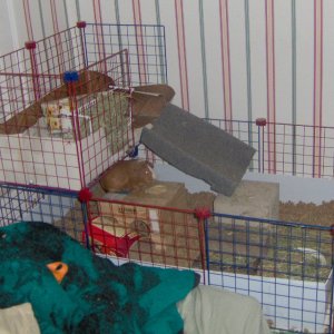 Cage, side view