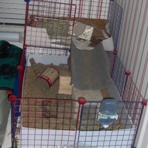 Cage, front view