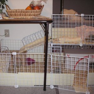 Cage with upper loft