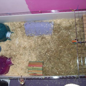 new cage (ariel view)