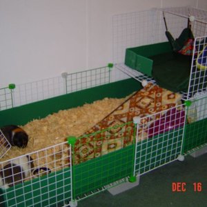 The girls' cage