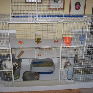 Multi level 2025 bunny cage