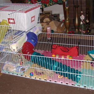 New Cage - Side View