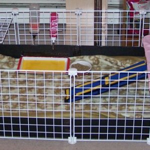 My first cavy cage!