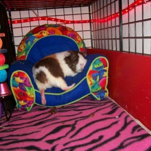 Super Pet chair