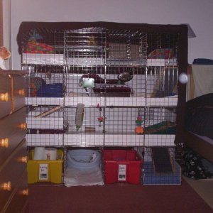 The whole cage