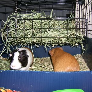 Large Susspended Hay Rack