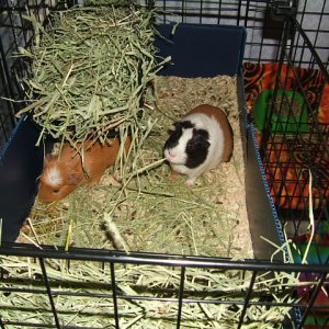 Bent Grid Hay rack (bottom)