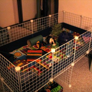 Piggies new home, another angle :)