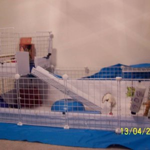 2 level cage