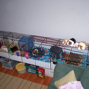 Current Cage Setup