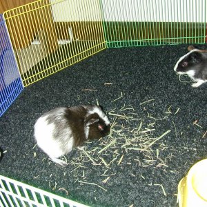 Max and Popcorn in their playpen