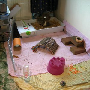 Cage using towels and small animal fencing (from e-bay)