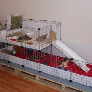 Patch and Charlotes cage